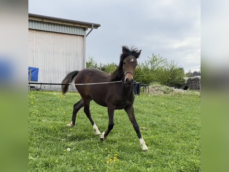 Poney de selle allemand Croisé Jument 1 Année 130 cm Bai in Ottobeuren