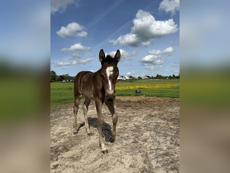 Poney de selle allemand Croisé Jument 1 Année 140 cm Bai brun in Sanitz
