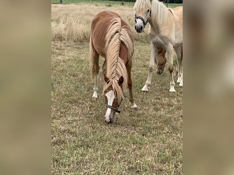 Poney de selle allemand Jument 1 Année 143 cm Palomino in Suhlendorf