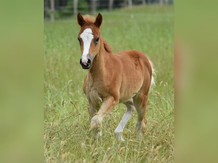 Poney de selle allemand Jument 1 Année 143 cm Palomino in Suhlendorf