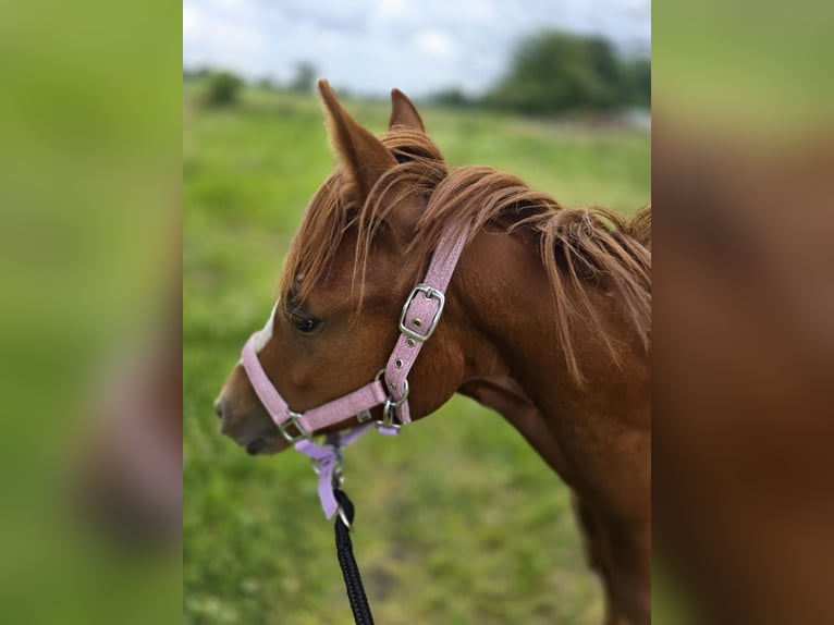 Poney de selle allemand Jument 1 Année 146 cm Alezan in Dinslaken