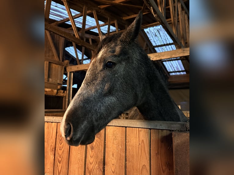 Poney de selle allemand Jument 1 Année 147 cm Peut devenir gris in Westerstede