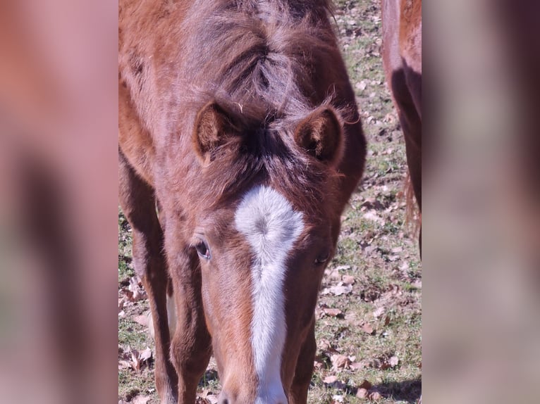 Poney de selle allemand Jument 1 Année 148 cm Alezan brûlé in Wipperf&#xFC;rth