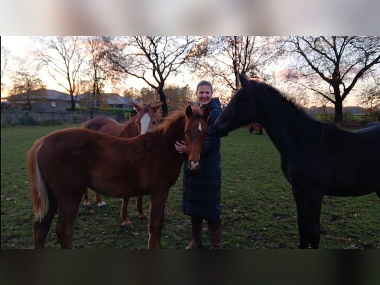 Poney de selle allemand Jument 1 Année 148 cm Alezan brûlé in Peheim