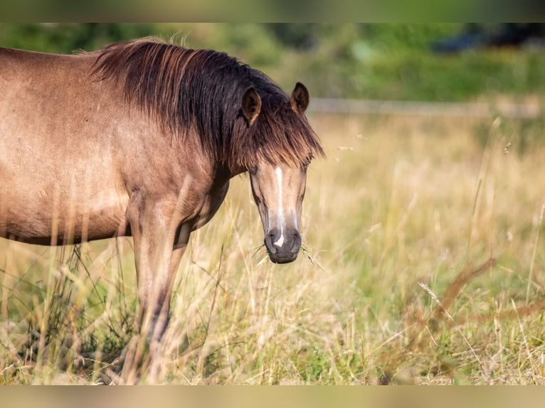 Poney de selle allemand Jument 1 Année 148 cm Buckskin in Hohenlockstedt