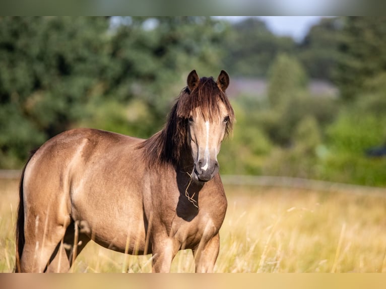 Poney de selle allemand Jument 1 Année 148 cm Buckskin in Hohenlockstedt