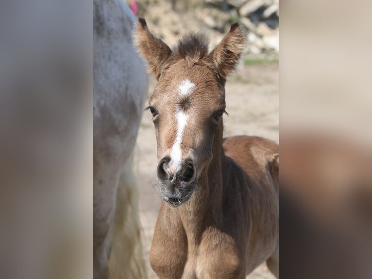 Poney de selle allemand Jument 1 Année 148 cm Buckskin in Hohenlockstedt