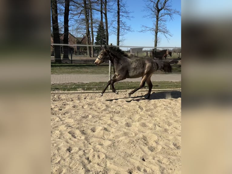 Poney de selle allemand Jument 1 Année 148 cm Buckskin in Hille