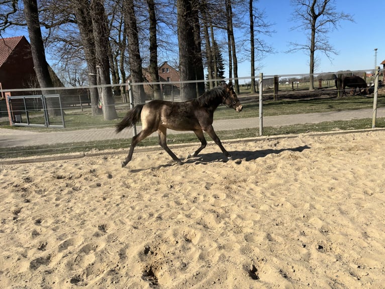 Poney de selle allemand Jument 1 Année 148 cm Buckskin in Hille