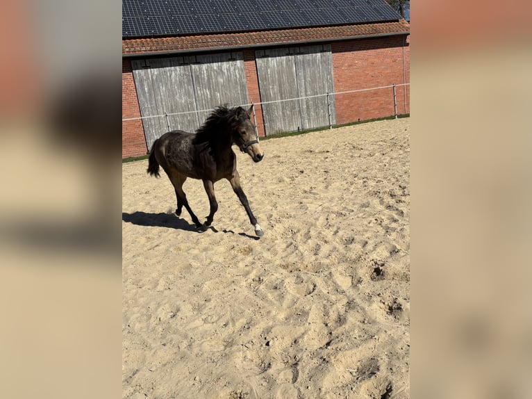 Poney de selle allemand Jument 1 Année 148 cm Buckskin in Hille