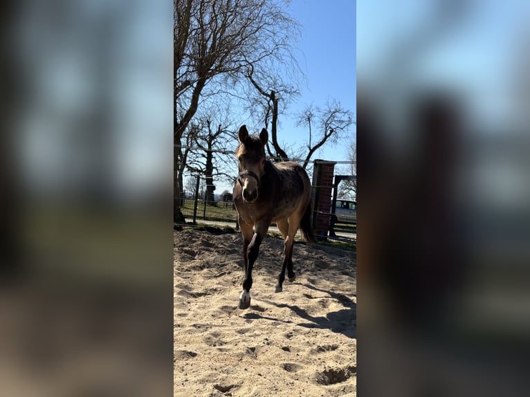 Poney de selle allemand Jument 1 Année 148 cm Buckskin in Hille