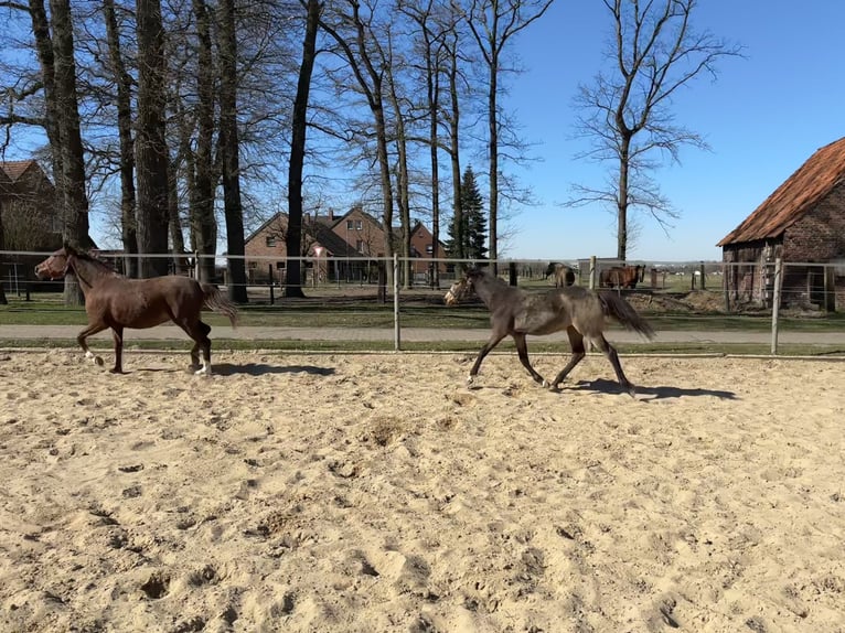 Poney de selle allemand Jument 1 Année 148 cm Buckskin in Hille