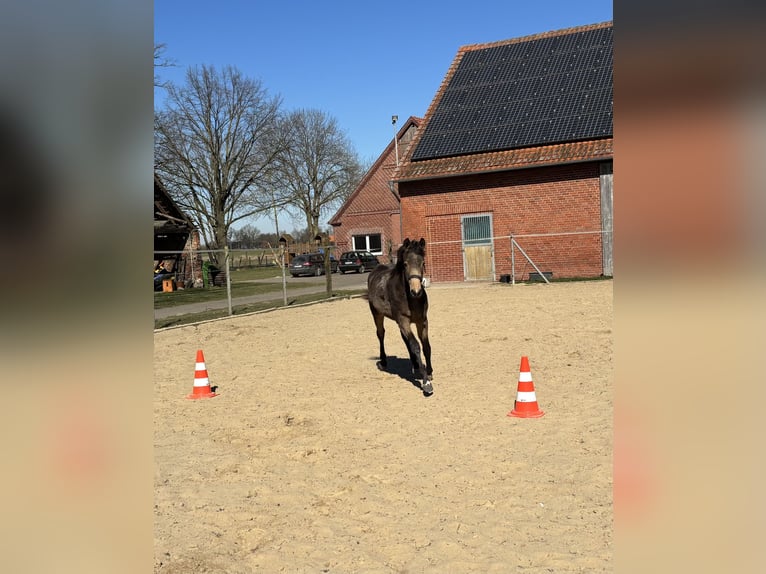 Poney de selle allemand Jument 1 Année 148 cm Buckskin in Hille