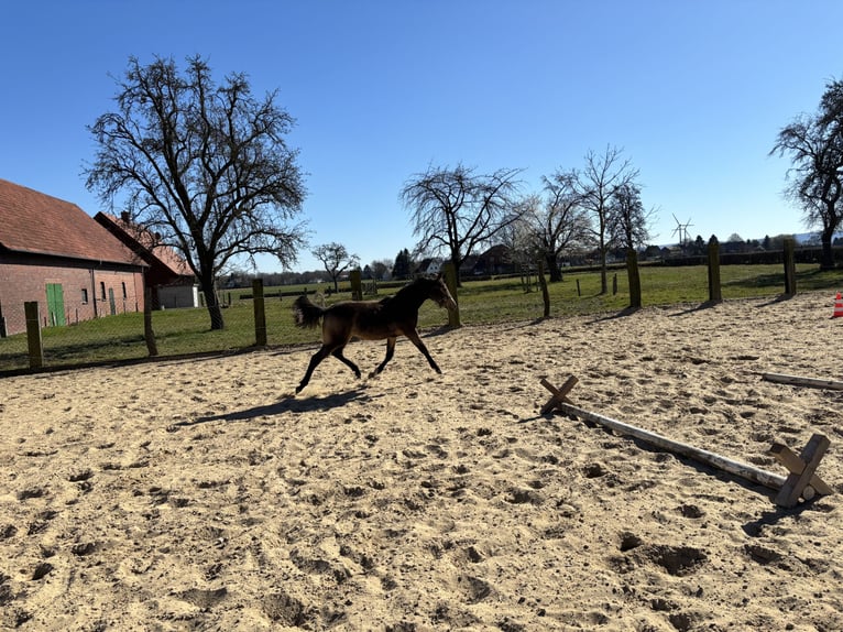 Poney de selle allemand Jument 1 Année 148 cm Buckskin in Hille