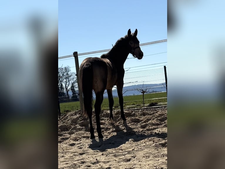 Poney de selle allemand Jument 1 Année 148 cm Buckskin in Hille