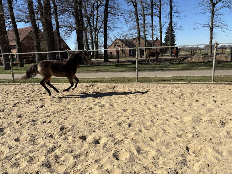 Poney de selle allemand Jument 1 Année 148 cm Buckskin in Hille