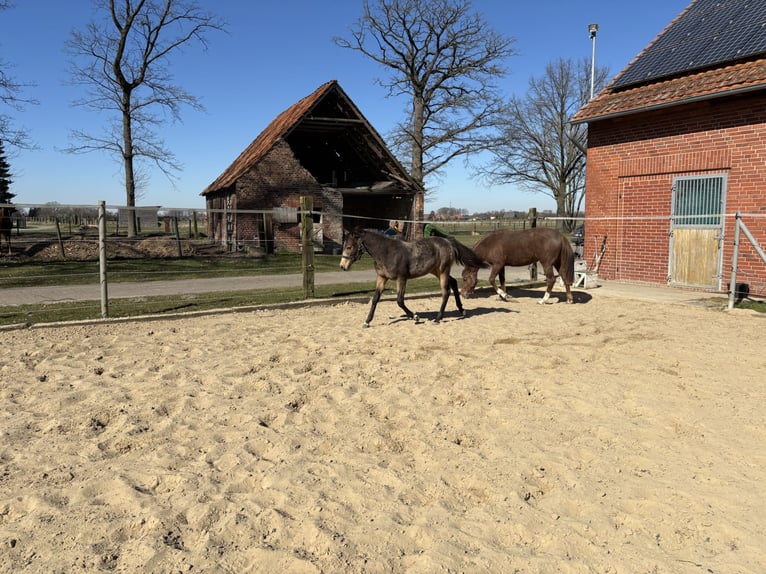 Poney de selle allemand Jument 1 Année 148 cm Buckskin in Hille
