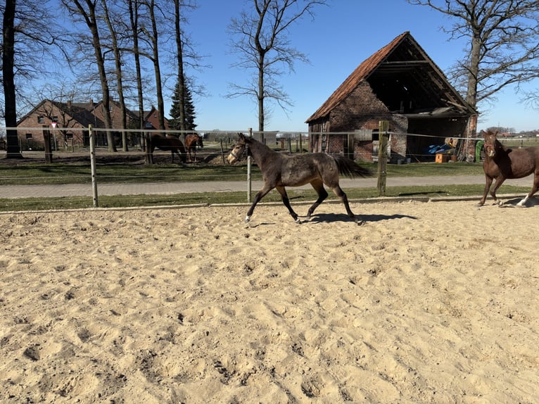 Poney de selle allemand Jument 1 Année 148 cm Buckskin in Hille