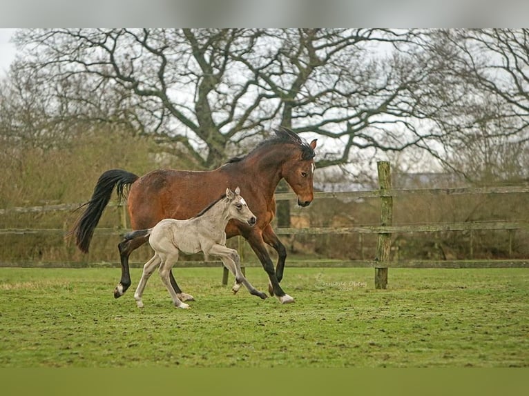 Poney de selle allemand Jument 1 Année 148 cm Buckskin in SchubySchuby