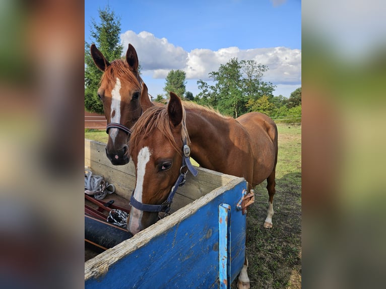 Poney de selle allemand Jument 1 Année 149 cm Alezan in Quedlinburg