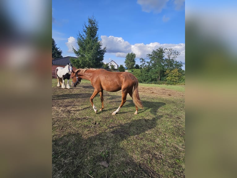 Poney de selle allemand Jument 1 Année 149 cm Alezan in Quedlinburg