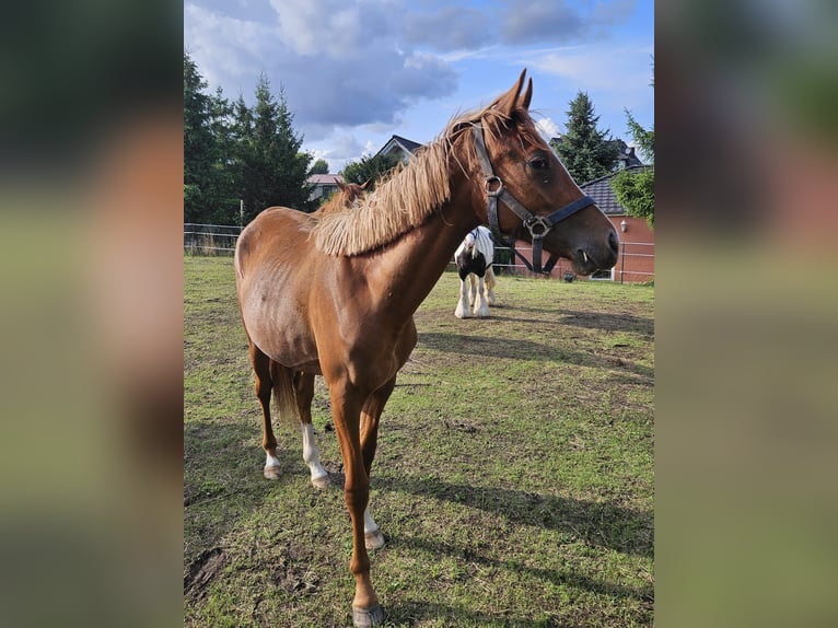 Poney de selle allemand Jument 1 Année 149 cm Alezan in Quedlinburg