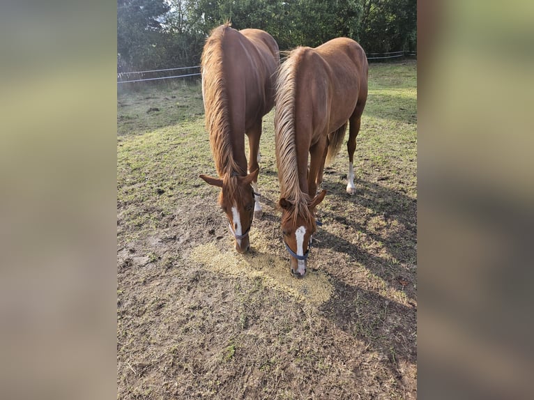 Poney de selle allemand Jument 1 Année 149 cm Alezan in Quedlinburg