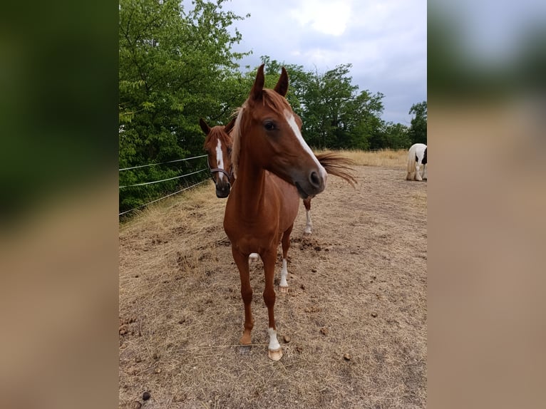 Poney de selle allemand Jument 1 Année 149 cm Alezan in Quedlinburg