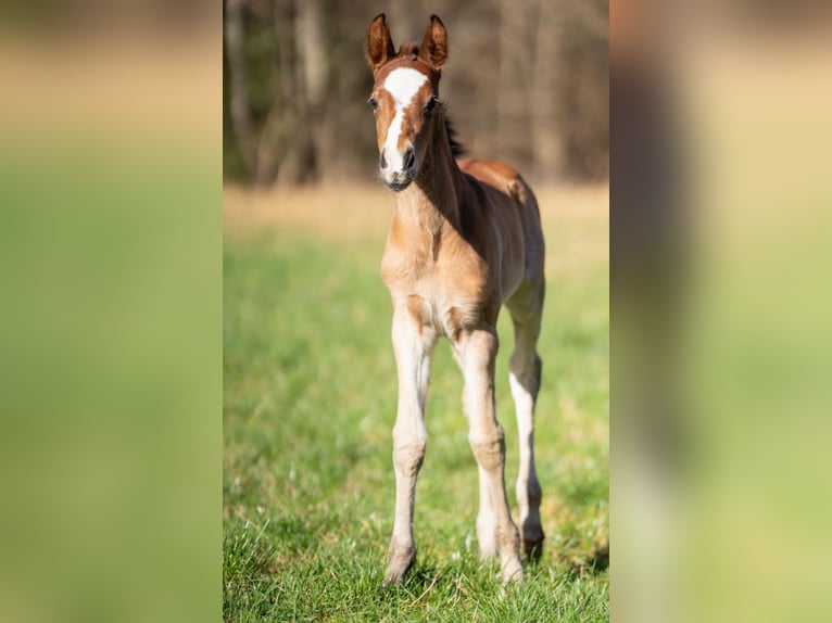 Poney de selle allemand Croisé Jument 1 Année 155 cm Bai in Erkelenz