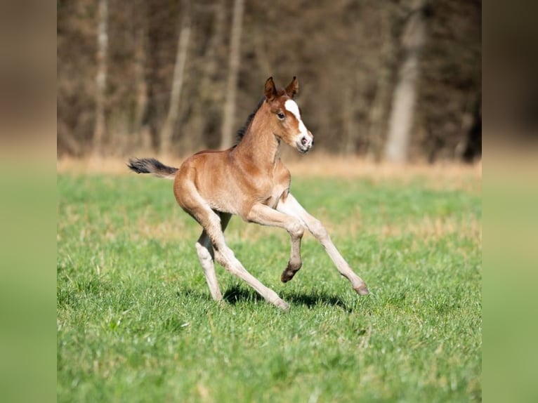 Poney de selle allemand Croisé Jument 1 Année 155 cm Bai in Erkelenz