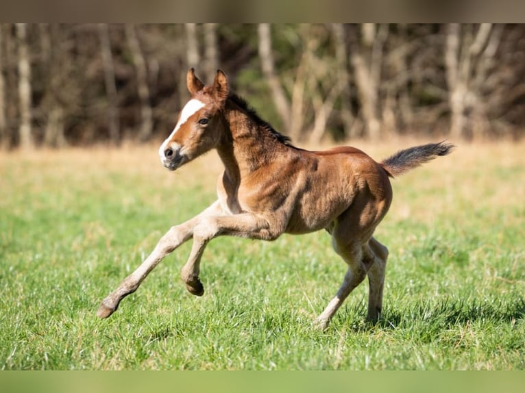 Poney de selle allemand Croisé Jument 1 Année 155 cm Bai in Erkelenz