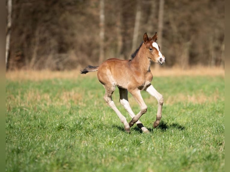 Poney de selle allemand Croisé Jument 1 Année 155 cm Bai in Erkelenz