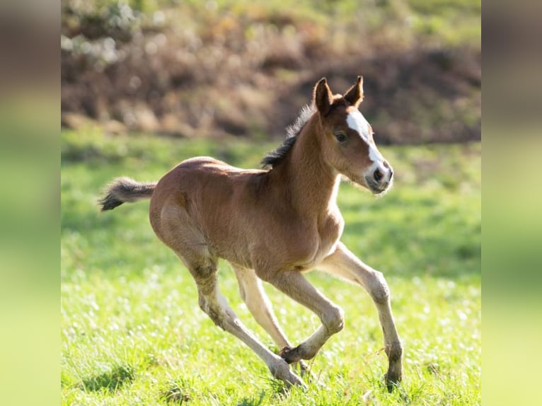 Poney de selle allemand Croisé Jument 1 Année 155 cm Bai in Erkelenz