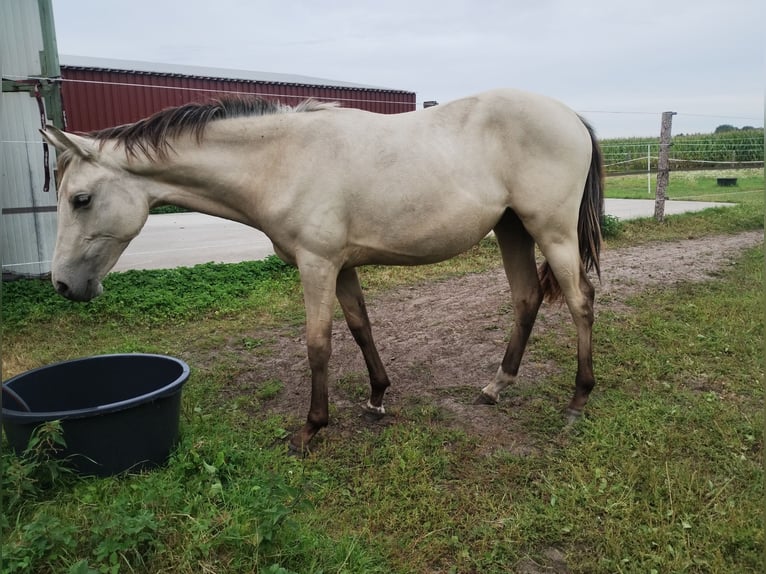 Poney de selle allemand Jument 1 Année 155 cm Buckskin in Lathen