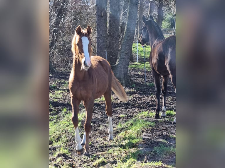 Poney de selle allemand Jument 1 Année Alezan in Lohne (Oldenburg)