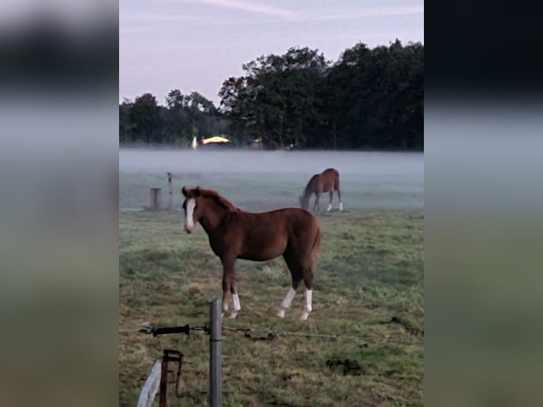 Poney de selle allemand Jument 1 Année Alezan in Lohne (Oldenburg)