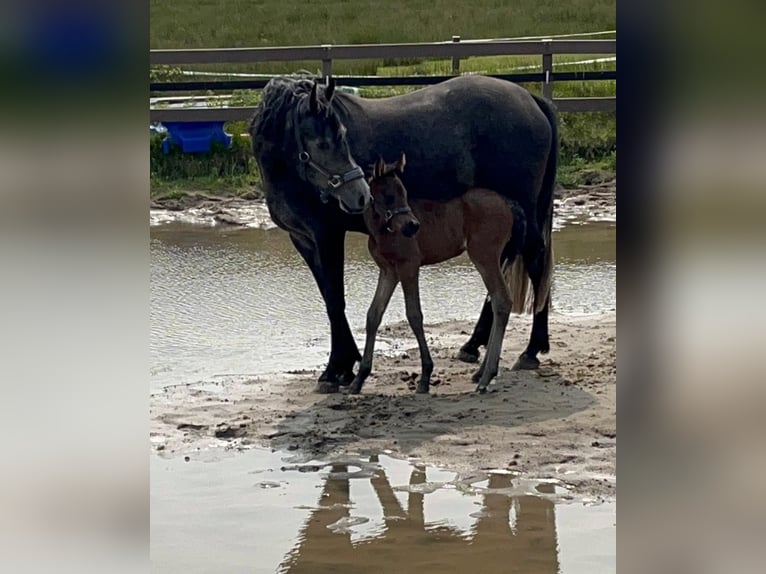 Poney de selle allemand Jument 1 Année Bai brun in Norderney