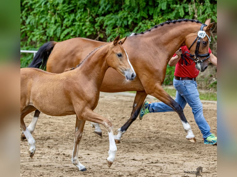 Poney de selle allemand Jument 1 Année Bai in Saterland