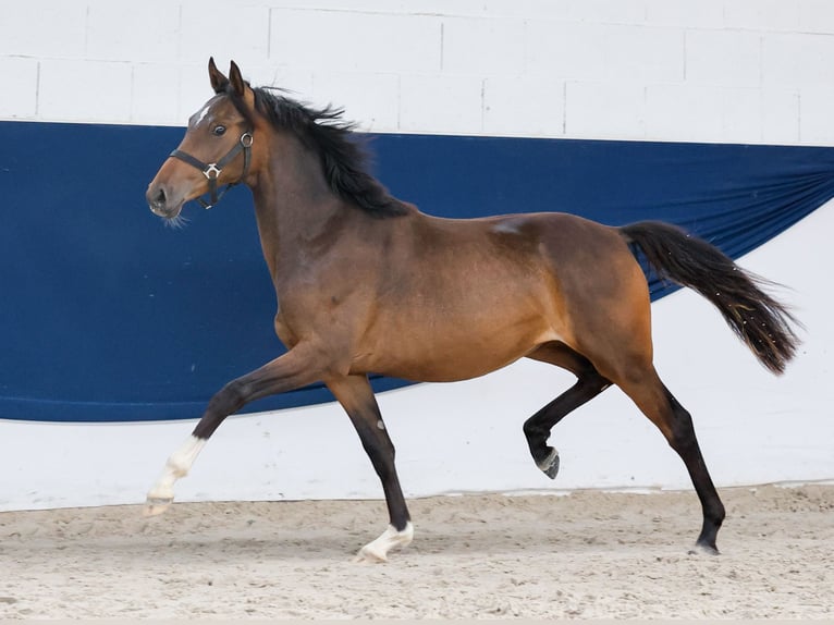 Poney de selle allemand Jument 1 Année Bai in Marsberg