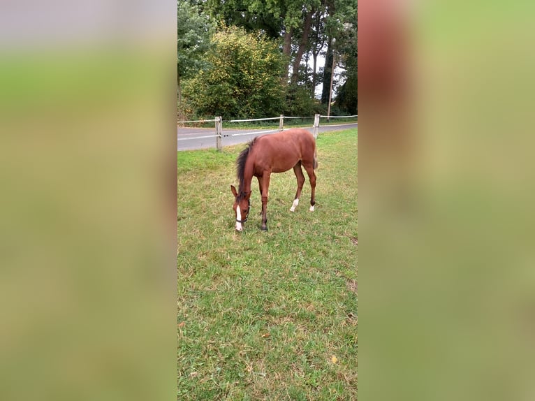 Poney de selle allemand Jument 1 Année Bai in Vreden