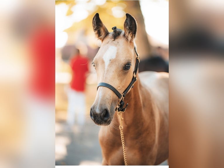 Poney de selle allemand Jument 1 Année Buckskin in Pitten