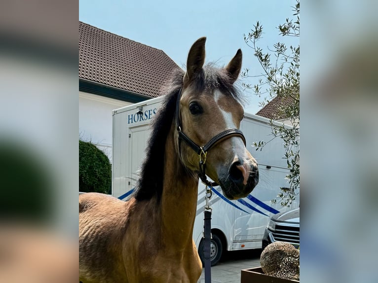 Poney de selle allemand Jument 1 Année Buckskin in Zangberg