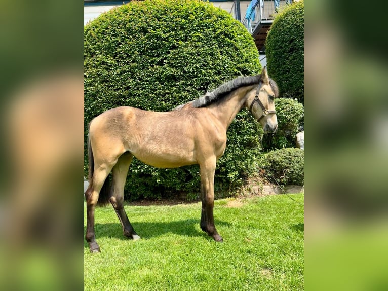 Poney de selle allemand Jument 1 Année Buckskin in Zangberg