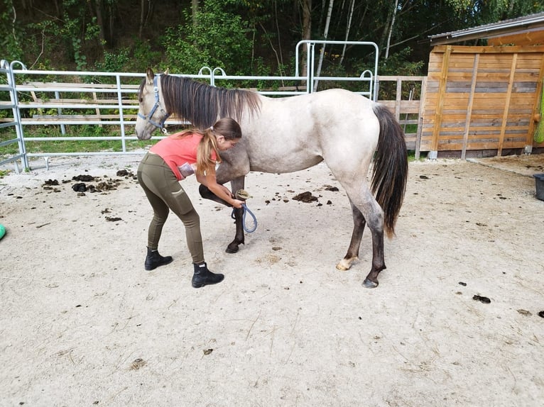 Poney de selle allemand Jument 1 Année Buckskin in B&#xE4;rnau