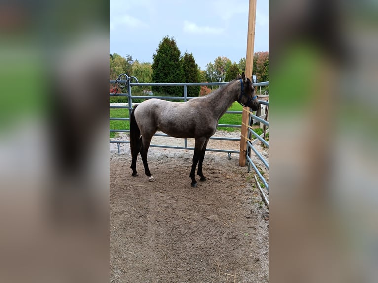 Poney de selle allemand Jument 1 Année Buckskin in B&#xE4;rnau