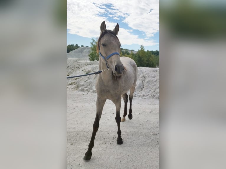 Poney de selle allemand Jument 1 Année Buckskin in B&#xE4;rnau