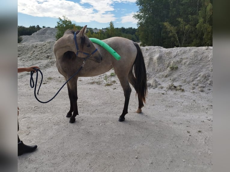 Poney de selle allemand Jument 1 Année Buckskin in B&#xE4;rnau