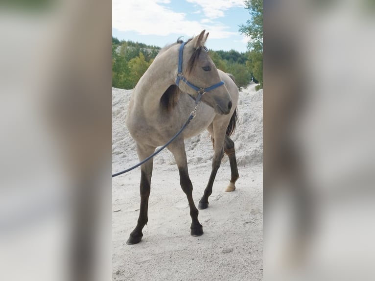 Poney de selle allemand Jument 1 Année Buckskin in B&#xE4;rnau