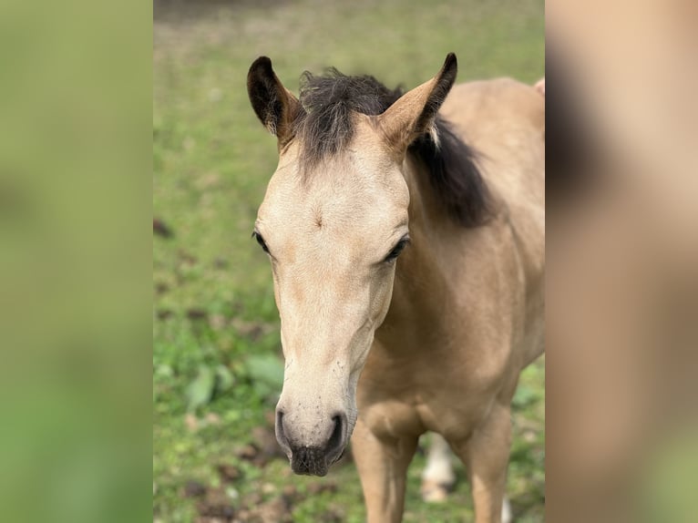 Poney de selle allemand Jument 1 Année Buckskin in Lastrup