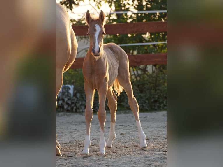 Poney de selle allemand Jument 1 Année Palomino in OverathOverath